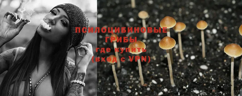 где найти   Камышин  Галлюциногенные грибы Psilocybe 